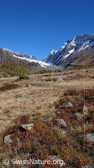Foto: Herbstfarben im Hochmoor Grund, Lötschental. Im Hintergrund sind Anungrat, Anuchnubel, Lötschenlücke und Langgletscher, Sattelhorn, Distlighorn und Schinhorn zu sehen.