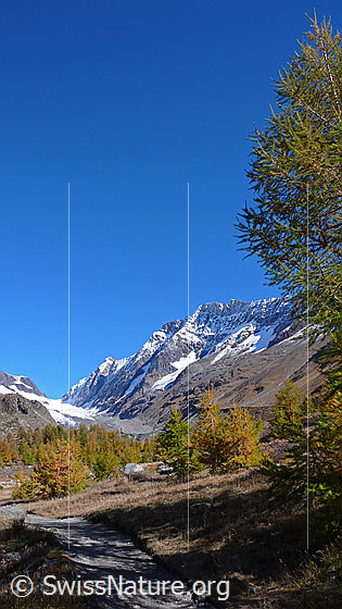Foto: Herbstlicher Lärchenwald, Langgletscher und Lötschenlücke. Das Hochtal zeigt sich in den schönsten Herbstfarben und die Berge im Hintergrund sind bereits leicht verschneit. Zu sehen sind Sattelhorn, Distlighorn und Schinhorn.