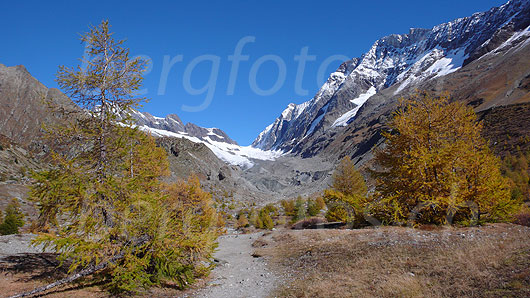 Foto: Wanderweg durch herbstlich gefärbten, lichten Lärchenwald im Gletschervorfeld des Langgletschers. Im Hintergrund sind Jegichnubel, Anungrat Anuchnubel, Langgletscher, Lötschenlücke, Sattelhorn, Distlighorn und Schinhorn zu sehen.