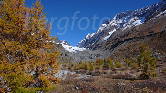 Foto: Herbstlich gefärbte Lärchen in Hochtal mit Moorlandschaft. Im Hintergrund sind Langgletscher, Lötschenlücke, Sattelhorn, Distlighorn und Schinhorn zu sehen.