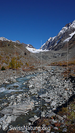 Foto: Ursprüngliche Berglandschaft im Lötschental. Der Gletscherbach Lonza fliesst durch das Geröll durchsetzte und herbstlich gefärbte Gletschervorfeld des Langgletschers. Der Übergang im Hintergrund ist die Lötschenlücke.