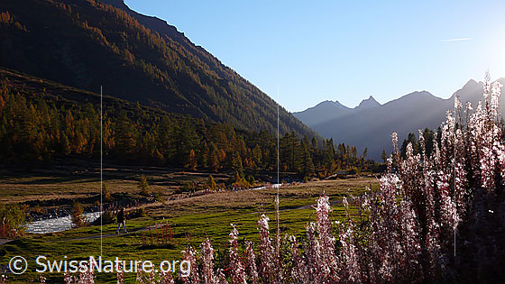 Foto: Herbst im Lötschental. Die Lärchen der bewaldeten Berghänge sind herbstlich gefärbt. Im Talgrund ist ein Wanderer entlang der Lonza unterwegs. Im Vordergrund sind verblühte Weidenröschen zu sehen.