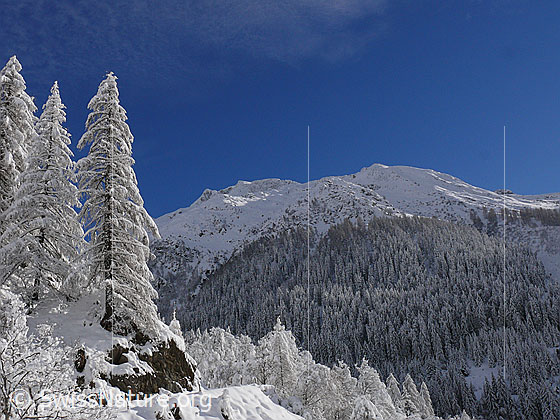 Foto: Lärchen mit Neuschnee in Berglandschaft (Schinhörner).