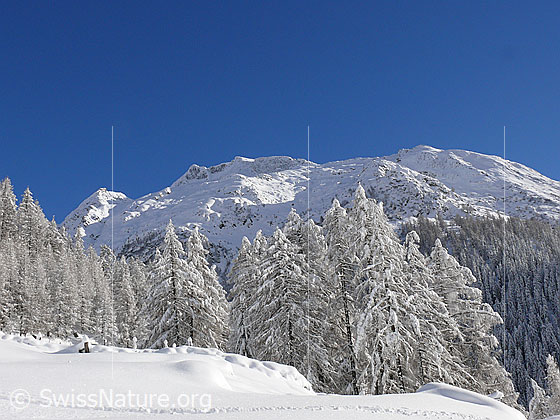 Foto: Berge und tief verschneiter Lärchenwald. Im Vordergrund verläuft eine Spur im Schnee.