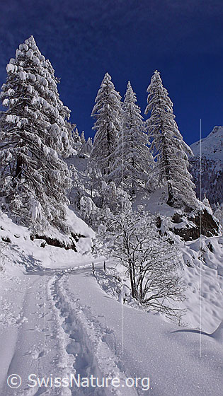 Foto: Schneeschuhspur auf Wanderweg in frisch verschneiter, sonniger Berglandschaft mit Lärchen.