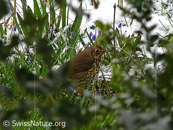 Singdrossel (Turdus philomelos)