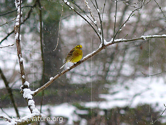 Photo: Yellowhammer (Emberiza citrinella) sitting on a branch.