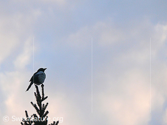 Foto: Elster (Pica pica) auf Tannenspitze