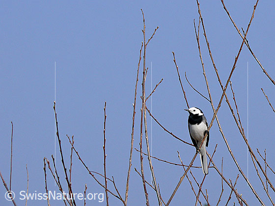 Foto: Bachstelze (Motacilla alba) in Strauch sitzend.
Lat.: Motacilla alba
Familie: Motacillidea (Stelzen und Pieper)
Unterordnung: Passeriformes (Sperlingsvögel)