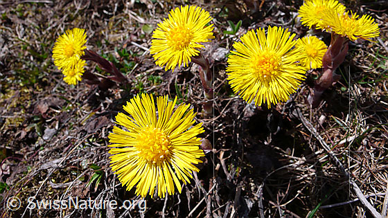 Foto: Huflattich 
Lat.: Tussilago farfara
Familie: Asteraceae (Kobblütler)
