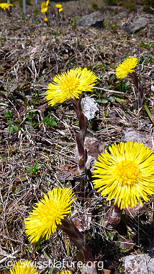 Foto: Huflattich, ganze Pflanze 
Lat.: Tussilago farfara
Familie: Asteraceae (Kobblütler)