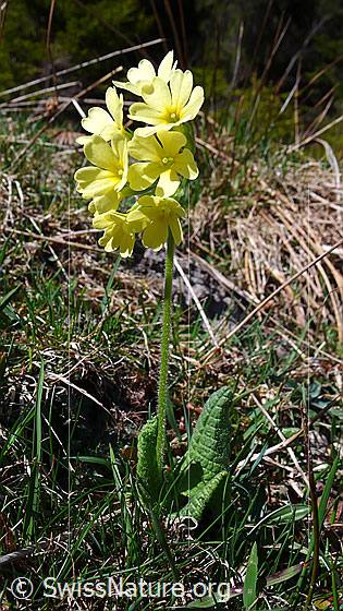 Foto: Wald-Schlüsselblume
Lat.: Primula elatior
Familie: Primulaceae