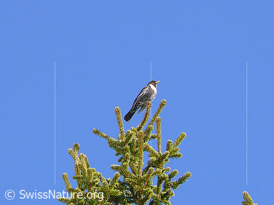 Foto: Ringdrossel (Turdus torquatus) auf Tannenwipfel.
Lat.: Turdus torquatus
Familie: Turdidae (Drosseln)
Unterordnung: Passeri (Singvögel)