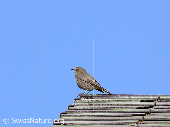 Foto: Gartenrotschwanz, Weibchen, auf Dachfirst sitzend
Lat.: Phoenicurus phoenicurus
Familie: Singvögel