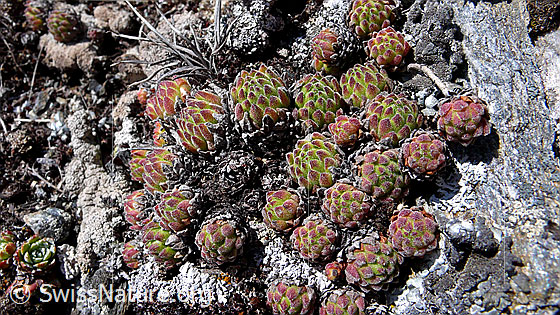 Foto: Blätter des Alpen-Hauswurz 
Lat.: Sempervium tectorum, ssp. alpinum 
Familie: Crassulaceae