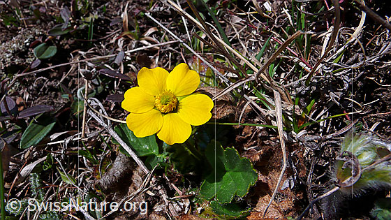 Foto: Gemeine Berg-Nelkenwurz 
Lat.: Geum montanum 
Familie: Rosaceae