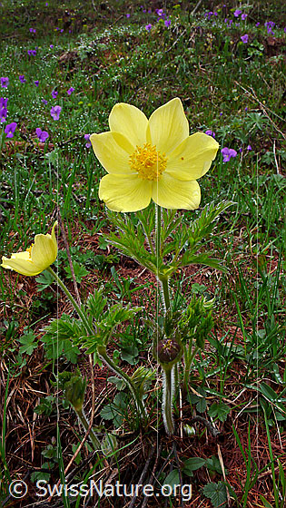 Foto: Schwefel-Anemonen 
Lat.: Pulsatilla alpina ssp. apiifolia 
Familie: Ranunculaceae