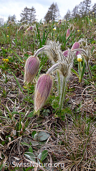 Foto: Bergwiese mit verblühten Pelzanemonen (Frühlingsanemonen).
Lat.: Pulsatilla vernalis
Familie: Ranunculaceae