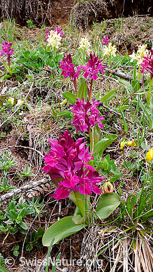 Foto: Blumenwiese mit Holunder-Knabenkraut (rote und gelbe Exemplare).
Lat.: Dactylorhiza sambucina
Familie: Orchidaceae
