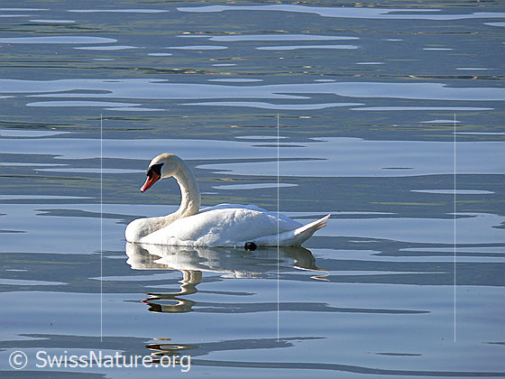 Foto: Höckerschwan (Cygnus olor) mit Spiegelung.
Lat.: Cygnus olor
Familie: Anatidae (Entenvögel)