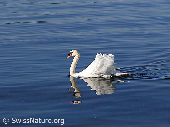 Foto: Schwimmender Höckerschwan (Cygnus olor) mit Spiegelbild strahlt Stolz und Eleganz aus. 
Lat.: Cygnus olor
Familie: Anatidae (Entenvögel)