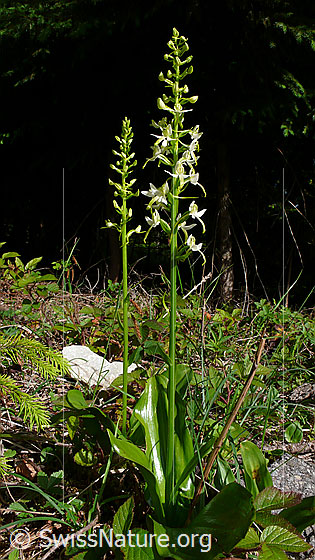 Foto: Grünliches Breitkölbchen (Platanthera chlorantha). Ganze Pflanzen (Habitus).