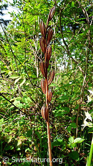 Foto: Grünliches Breitkölbchen (Platanthera chlorantha). Früchte.