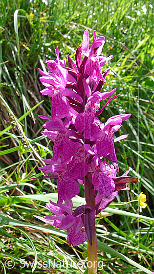 Foto: Geflecktes Knabenkraut, Blütenstand
Lat.: Dactylorhiza maculata
Familie: Orchidaceae