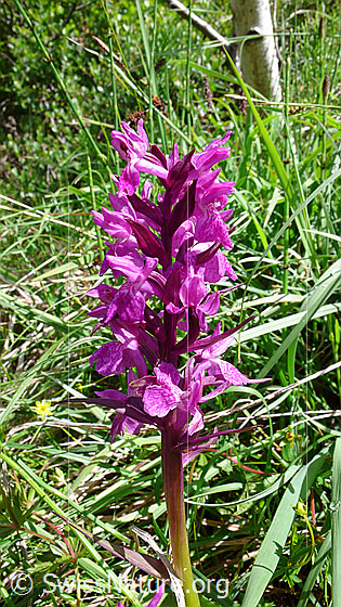 Foto: Geflecktes Knabenkraut, Blütenstand 
Lat.: Dactylorhiza maculata
Familie: Orchidaceae
