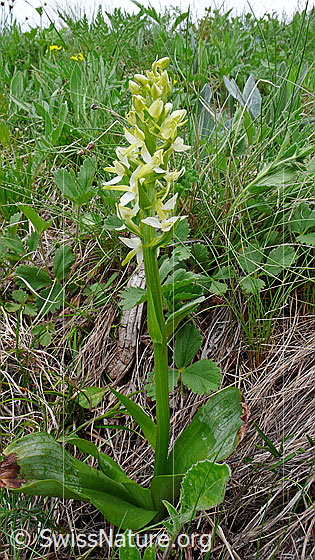 Foto: Grünliches Breitkölbchen (Platanthera chlorantha). Ganze Pflanze (Habitus).
Lat.: Platanthera chlorantha
Familie: Orchidaceae (Orchideen)
Unterfamilie: Orchidoideae
Gattung: Platanthera (Breitkölbchen)