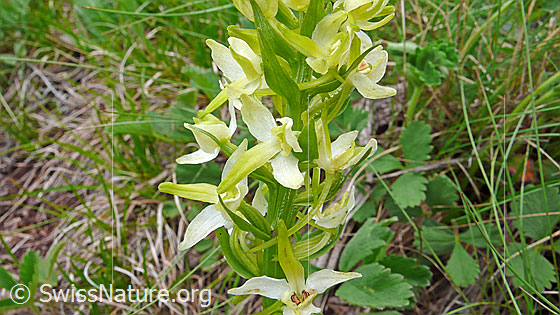 Foto: Grünliches Breitkölbchen (Platanthera chlorantha). Blüten.
Lat.: Platanthera chlorantha
Familie: Orchidaceae (Orchideen)
Unterfamilie: Orchidoideae
Gattung: Platanthera (Breitkölbchen)