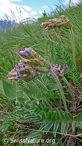 Foto: Samtiger Spitzkiel
Lat.: Oxytropis halleri ssp. velutina
Familie: Fabaceae