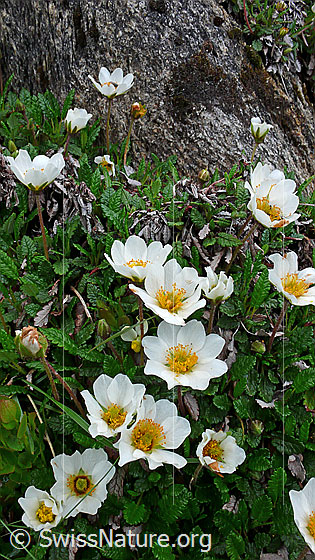 Foto: Silberwurz, mehrere Blüten
Lat.: Dryas octopetala
Familie: Rosaceae