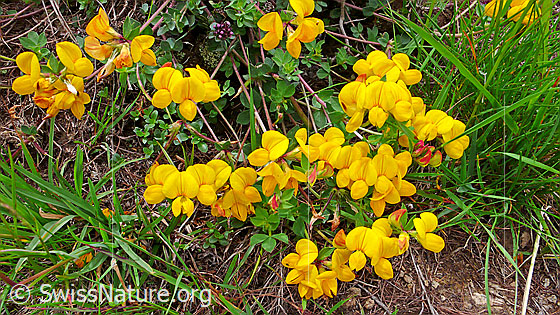 Foto: Gewöhnlicher Hornklee
Lat.: Lotus corniculatus
Familie: Fabaceae