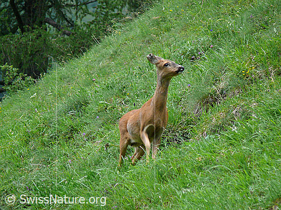 Foto: Rehgeiss unterwegs.
Lat.: Capreolus capreolus
Familie: Cervidae
