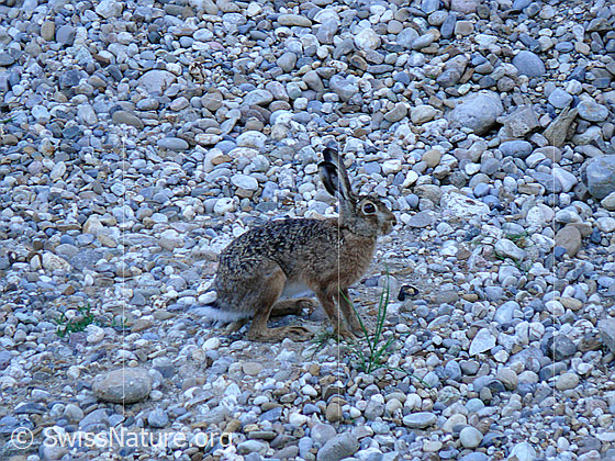 Foto: Feldhase (Lepus europaeus).
Lat.: Lepus europaeus
Familie: Leporidae (Hasen)