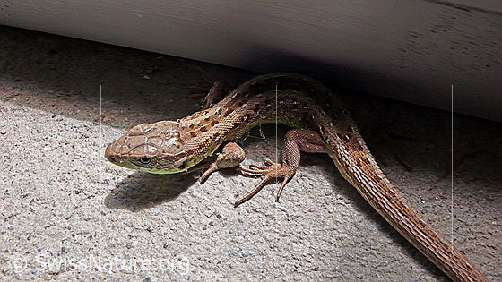 Foto: Zauneidechse (Lacerta agilis). Ansicht von oben.