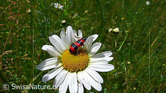 Gemeiner Bienenkäfer (Trichodes apiarius) auf  Gewöhnlicher Wiesen-Margerite (Leucanthemum vulgare)