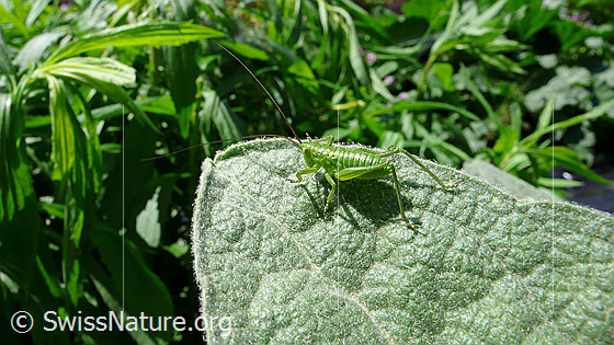 Foto: Junges Grünes Heupferd (Tettigonia viridissima) auf Blatt sitzend.
