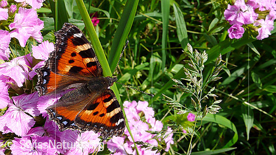 Foto: Kleiner Fuchs (Aglais urticae) auf Blüte einer Bart-Nelke (Dianthus barbatus), Flügel geöffnet.