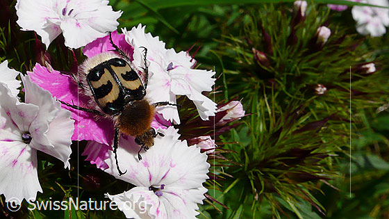 Foto: Gebänderter Pinselkäfer (Trichius fasciatus) auf Blüte einer Bartnelke (Dianthus barbatus).