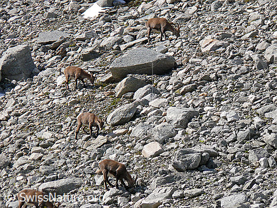 Foto: Rudel Steingeissen auf Nahrungssuche in kargem, steinigem Gelände.
Lat.: Capra ibex
