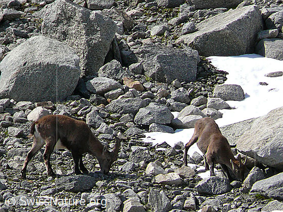 Foto: Junger Steinbock und Steingeiss auf Nahrungssuche in Geröllhalde.
Lat.: Capra ibex