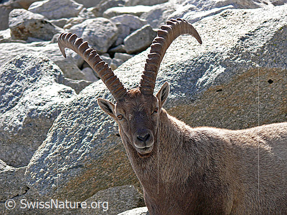 Foto: Steinbock mit mächtigen Hörnern und Winterfell vor grossem Felsblock.
Lat.: Capra ibex