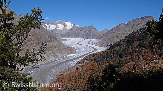 Foto: Blick über den Aletschwald und den Aletschgletscher mit mächtiger Mittelmoräne zu Gross Wannenhorn, Klein Wannenhorn, Strahlhorn, Eggishorn und Bettmerhorn. Im Vordergrund sind die Äste einer Arve zu sehen.
