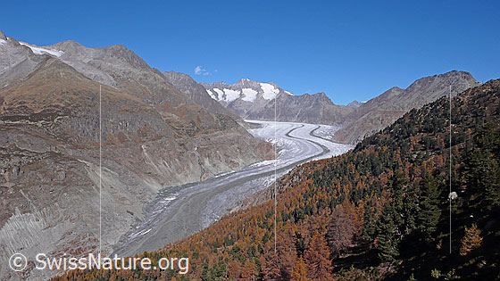 Foto: Blick über den herbstlich gefärbten Aletschwald und den Aletschgletscher mit mächtiger Mittelmoräne zu Zenbächenhorn, Olmenhorn, Schönbühlhorn, Gross Wannenhorn, Klein Wannenhorn, Strahlhorn, Eggishorn und Bettmerhorn.
