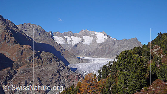 Foto: Olmenhorn, Fiescher Gabelhorn, Schönbühlhorn, Gross Wannenhorn, Kleines Wannenhorn, Strahlhorn, Aletschgletscher und Arvenwald (Waldreservat Aletschwald).