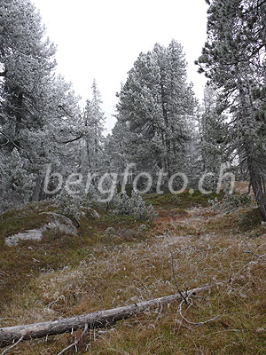 Foto: Herbstliche Moorlandschaft mir Raureif an Gräsern und Nadelbäumen. Im Vordergrund der Waldlichtung liegt ein Baumstamm (Totholz).