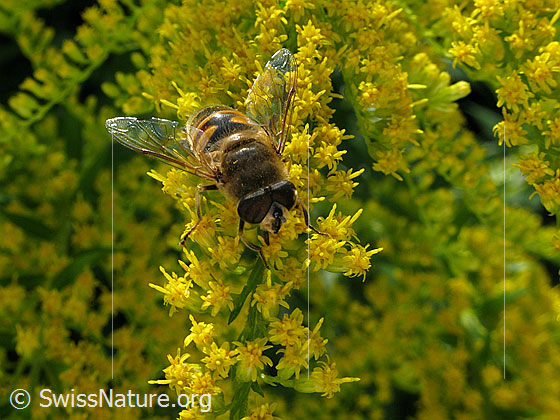 Mistbiene (Eristalis tenax) auf Kanadischer Goldrute (Solidago canadensis)