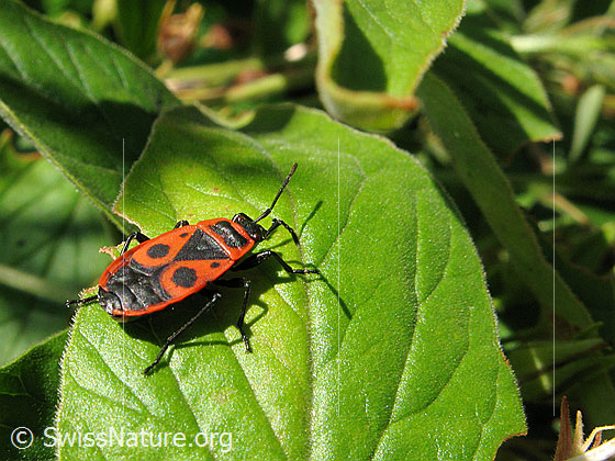 Photo: Pyrrhocoris apterus.